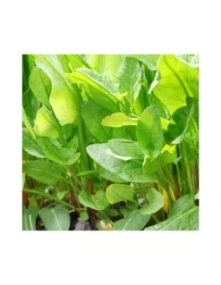 ACETOSA IN VASO Diametro Vaso 14 Cm