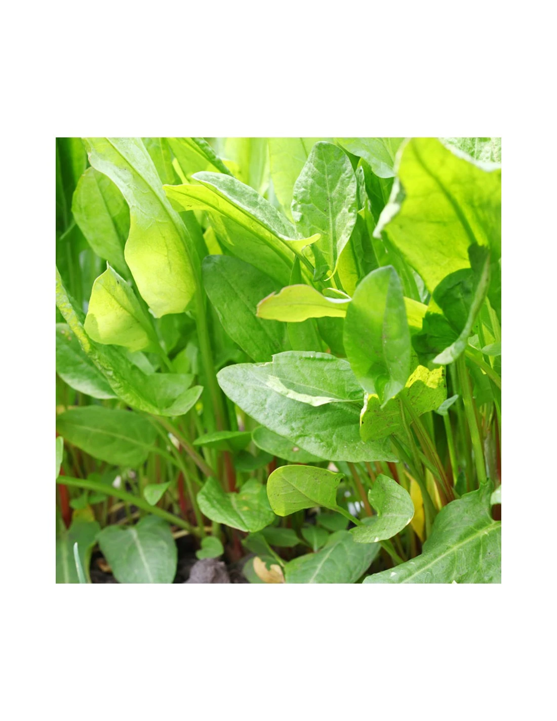 ACETOSA IN VASO Diametro Vaso 14 Cm 1 ACETOSA IN VASO Diametro Vaso 14 Cm