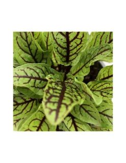 Gazebo Parts Direct Sales Store -Vendite Forniture Da Giardino acetosa rossa vaso 14 1