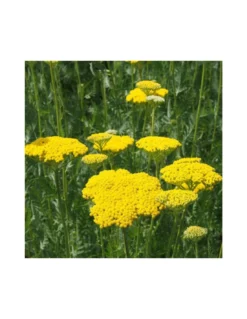 ACHILLEA FILIPENDULA "LEONARDO" COMPACT Diametro Vaso 12 Cm