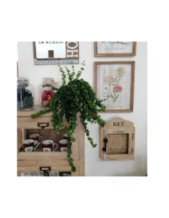 AESCHYNANTHUS RASTA Dimensione Vaso 15 Cm