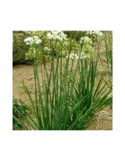 AGLINA Diametro Vaso 14 Cm