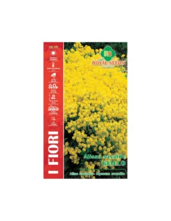 ALISSO SAXATILE GIALLO MAXI