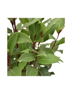 ALLORO ALBERELLO Diametro Vaso 14 Cm