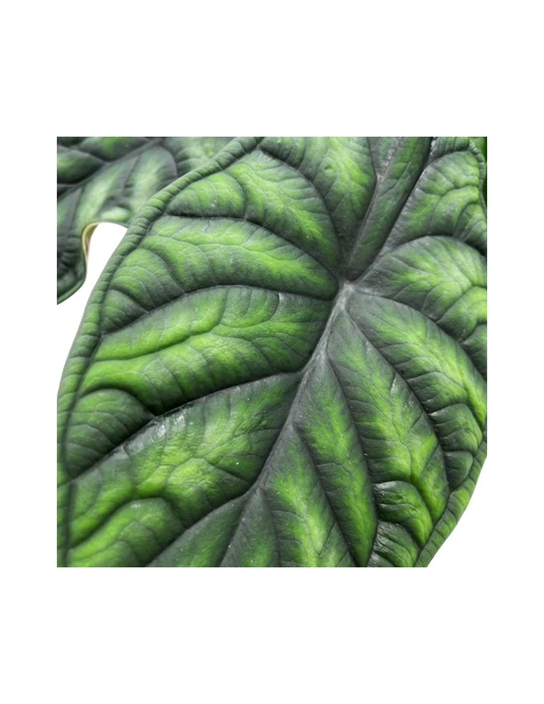 ALOCASIA 'DRAGON SCALE' Diametro Vaso 17 Cm 2 ALOCASIA 'DRAGON SCALE' Diametro Vaso 17 Cm - immagine 2
