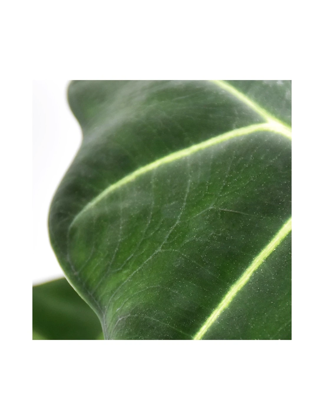 ALOCASIA 'FRYDEK' Diametro Vaso 14 Cm 2 ALOCASIA 'FRYDEK' Diametro Vaso 14 Cm - immagine 2
