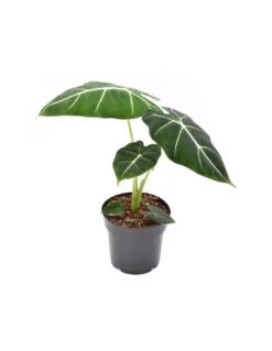 ALOCASIA 'FRYDEK' Diametro Vaso 14 Cm