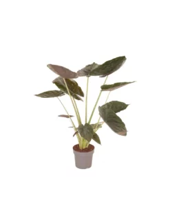 ALOCASIA WENTII Diametro Vaso 24 Cm