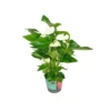 ANTHURIUM 'Alaska' - WHITE Diametro Vaso 17 Cm