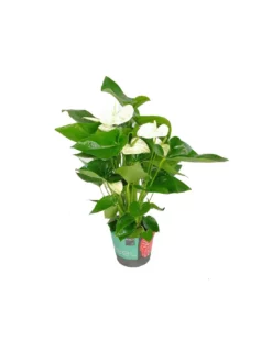 ANTHURIUM 'Alaska' - WHITE Diametro Vaso 17 Cm