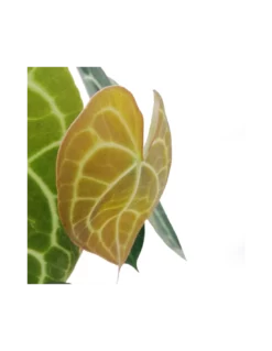 ANTHURIUM 'CLARINERVIUM' Diametro Vaso 17 Cm 5 ANTHURIUM 'CLARINERVIUM' Diametro Vaso 17 Cm -Vendite Forniture Da Giardino anthurium clarinervium v 17 1