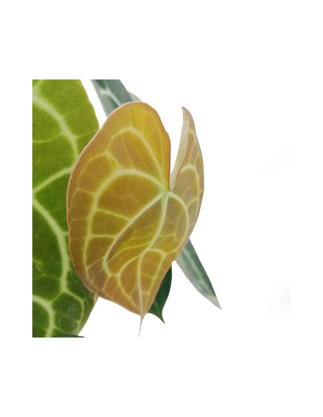 ANTHURIUM 'CLARINERVIUM' Diametro Vaso 17 Cm 3 ANTHURIUM 'CLARINERVIUM' Diametro Vaso 17 Cm - immagine 3