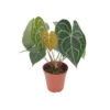 ANTHURIUM 'CLARINERVIUM' Diametro Vaso 17 Cm