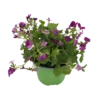 ARABIS CAUCASICA LITTLE TREASURE DEEP ROSE VASO DIAMETRO 12 CM
