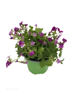 ARABIS CAUCASICA LITTLE TREASURE DEEP ROSE VASO DIAMETRO 12 CM