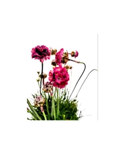 ARMERIA MARITIMA ARMADA PINK Diametro Vaso 12 Cm