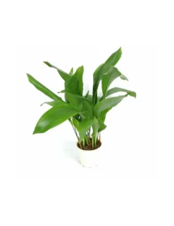 ASPIDISTRA ELATIOR (pianta Di Piombo) Dimensione Vaso 17 Cm -Vendite Forniture Da Giardino aspidistra elatior v 17 1