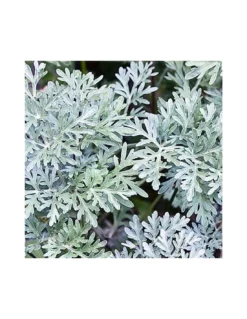 ASSENZIO Diametro Vaso 14 Cm