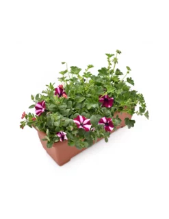 BALCONETTA MAXI PRIMAVERA 50 Cm -Vendite Forniture Da Giardino balconetta mix primavera cm 50 2