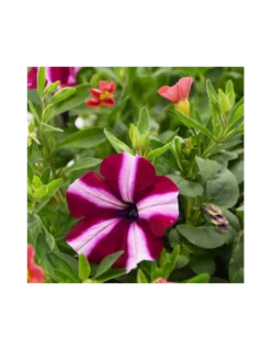 BALCONETTA MAXI PRIMAVERA 50 Cm -Vendite Forniture Da Giardino balconetta mix primavera cm 50 3