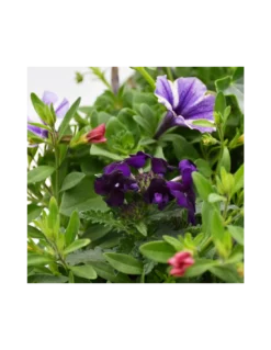 BALCONETTA MAXI PRIMAVERA 50 Cm -Vendite Forniture Da Giardino balconetta mix primavera cm 50 5