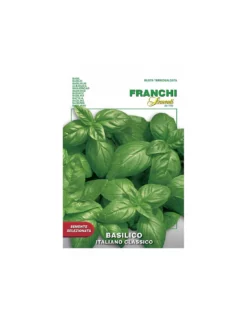 BASILICO ITALIANO GENOVESE