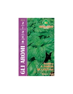 BASILICO A FOGLIA DI LATTUGA MAXI