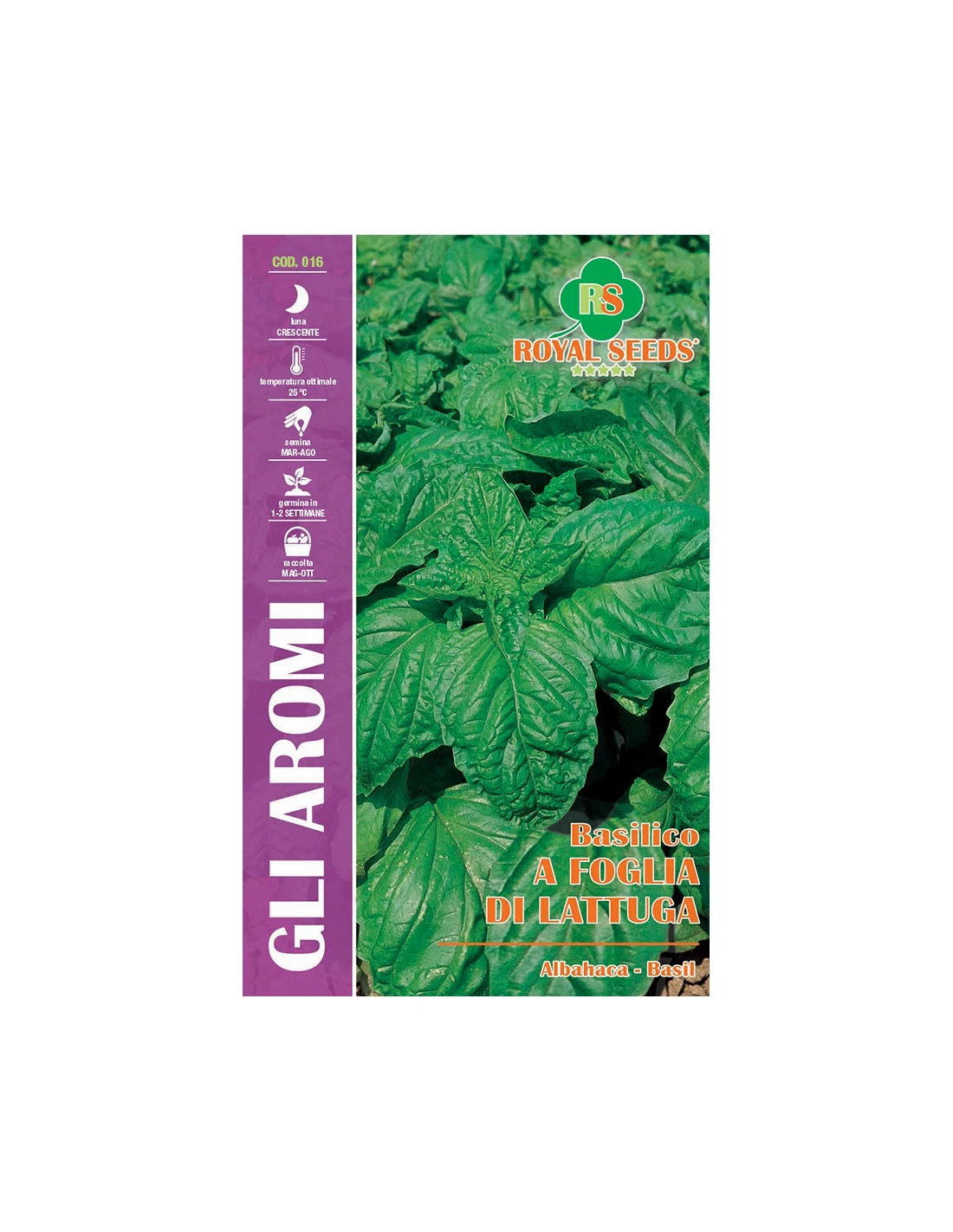 BASILICO A FOGLIA DI LATTUGA MAXI 1 BASILICO A FOGLIA DI LATTUGA MAXI
