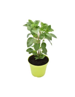 BASILICO ARTICO Diametro Vaso 14 Cm