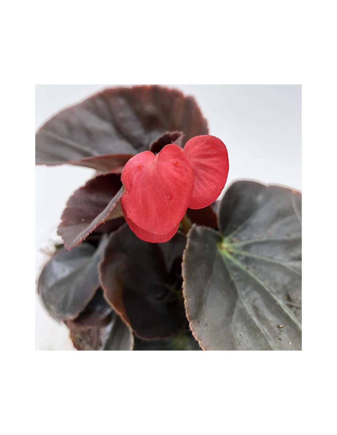 BEGONIA BIG Vaso Diametro 14 Cm 2 BEGONIA BIG Vaso Diametro 14 Cm - immagine 2