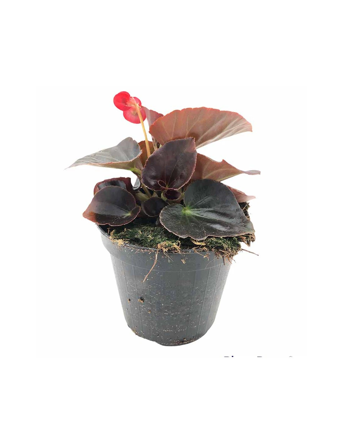 BEGONIA BIG Vaso Diametro 14 Cm 1 BEGONIA BIG Vaso Diametro 14 Cm