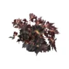 BEGONIA 'OTHER BLACK FANG' Diametro Vaso 14 Cm