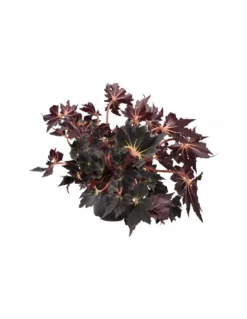 BEGONIA 'OTHER BLACK FANG' Diametro Vaso 14 Cm