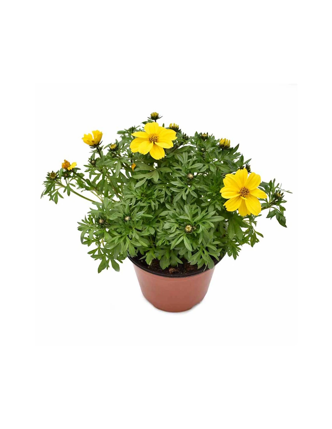 BIDENS Diametro Vaso 14 Cm 1 BIDENS Diametro Vaso 14 Cm