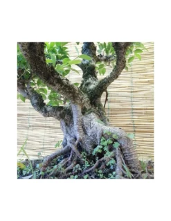BONSAI FICUS BENJAMIN ESEMPLARE Altezza 60 Cm -Vendite Forniture Da Giardino bonsai ficus benjamin esemplare vaso cm 40 ovale x 25 h 60 cm 2