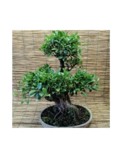 BONSAI FICUS BENJAMIN ESEMPLARE Altezza 60 Cm