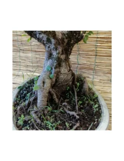 BONSAI FICUS BENJAMIN ESEMPLARE Altezza 60 Cm -Vendite Forniture Da Giardino bonsai ficus benjamin esemplare vaso cm 40 ovale x 25 h 60 cm 3