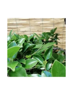 BONSAI FICUS BENJAMIN ESEMPLARE Altezza 60 Cm -Vendite Forniture Da Giardino bonsai ficus benjamin esemplare vaso cm 40 ovale x 25 h 60 cm 4