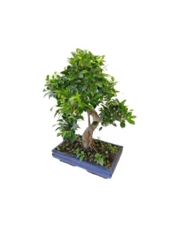 BONSAI FICUS BENJAMIN Altezza 70 Cm