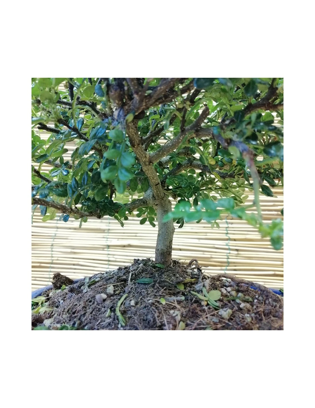 BONSAI PEPE CINESE Altezza 40 Cm 2 BONSAI PEPE CINESE Altezza 40 Cm - immagine 2