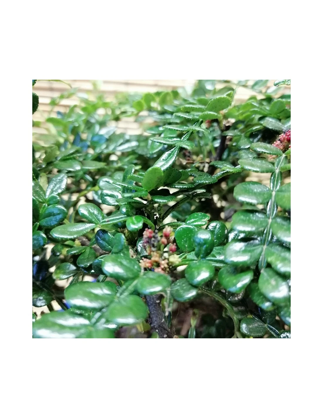 BONSAI PEPE CINESE Altezza 40 Cm 3 BONSAI PEPE CINESE Altezza 40 Cm - immagine 3