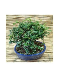 BONSAI PEPE CINESE Altezza 40 Cm