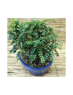 BONSAI PEPE CINESE Altezza 40 Cm 7 BONSAI PEPE CINESE Altezza 40 Cm -Vendite Forniture Da Giardino bonsai pepe cinese xanthoxylum piperitum vaso ovale cm 28 x 18 h 40 cm 3