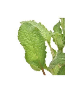 BORRAGINE Diametro Vaso 14 Cm -Vendite Forniture Da Giardino borragine diametro vaso 14 cm 2