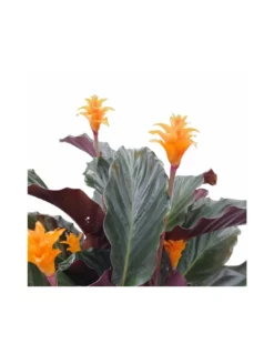 CALATHEA CROCATA 'TASSMANIA' Diametro Vaso 14 Cm 8 CALATHEA CROCATA 'TASSMANIA' Diametro Vaso 14 Cm -Vendite Forniture Da Giardino calathea crocata tassmania diametro vaso 14 cm 2