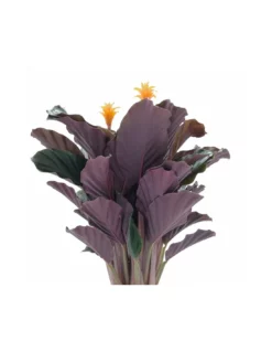 CALATHEA CROCATA 'TASSMANIA' Diametro Vaso 14 Cm 9 CALATHEA CROCATA 'TASSMANIA' Diametro Vaso 14 Cm -Vendite Forniture Da Giardino calathea crocata tassmania diametro vaso 14 cm 3