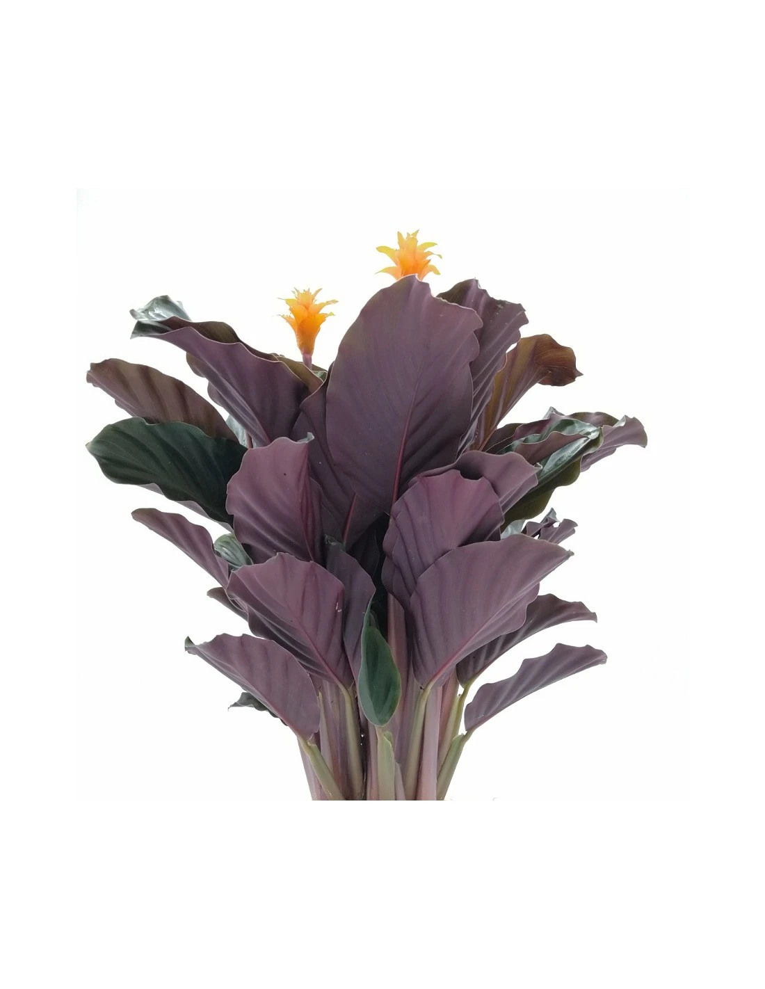 CALATHEA CROCATA 'TASSMANIA' Diametro Vaso 14 Cm 4 CALATHEA CROCATA 'TASSMANIA' Diametro Vaso 14 Cm - immagine 4