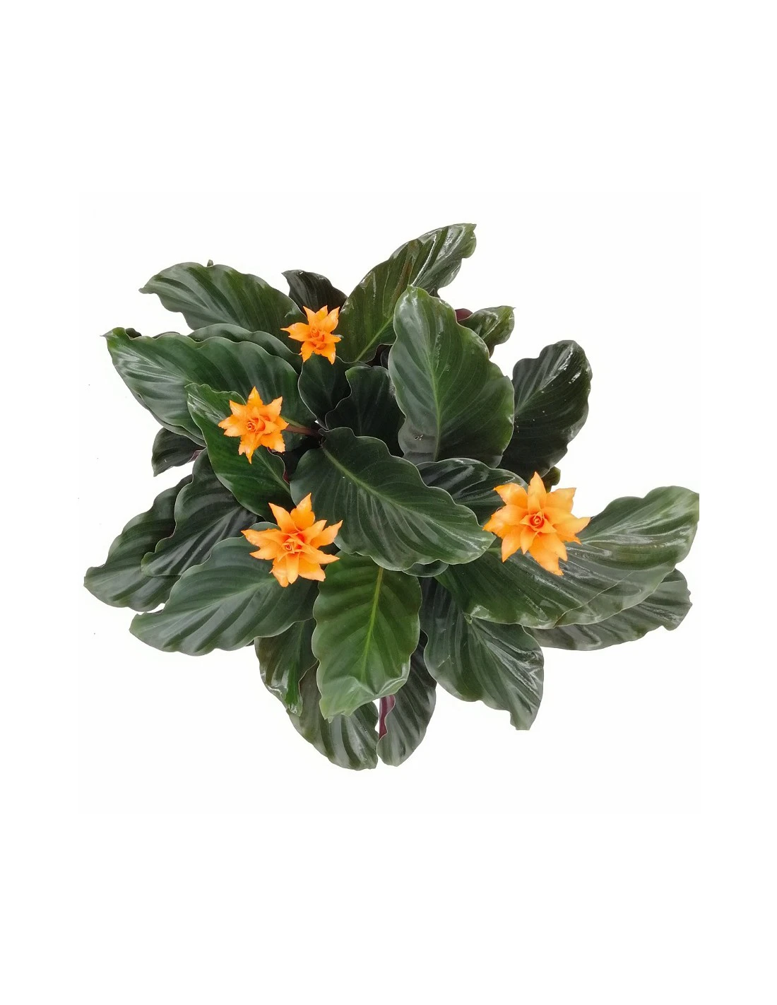 CALATHEA CROCATA 'TASSMANIA' Diametro Vaso 14 Cm 5 CALATHEA CROCATA 'TASSMANIA' Diametro Vaso 14 Cm - immagine 5