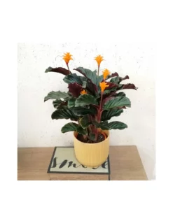 CALATHEA CROCATA 'TASSMANIA' Diametro Vaso 14 Cm 11 CALATHEA CROCATA 'TASSMANIA' Diametro Vaso 14 Cm -Vendite Forniture Da Giardino calathea crocata tassmania diametro vaso 14 cm 5