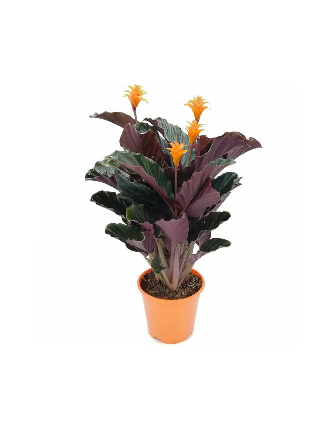 CALATHEA CROCATA 'TASSMANIA' Diametro Vaso 14 Cm 1 CALATHEA CROCATA 'TASSMANIA' Diametro Vaso 14 Cm